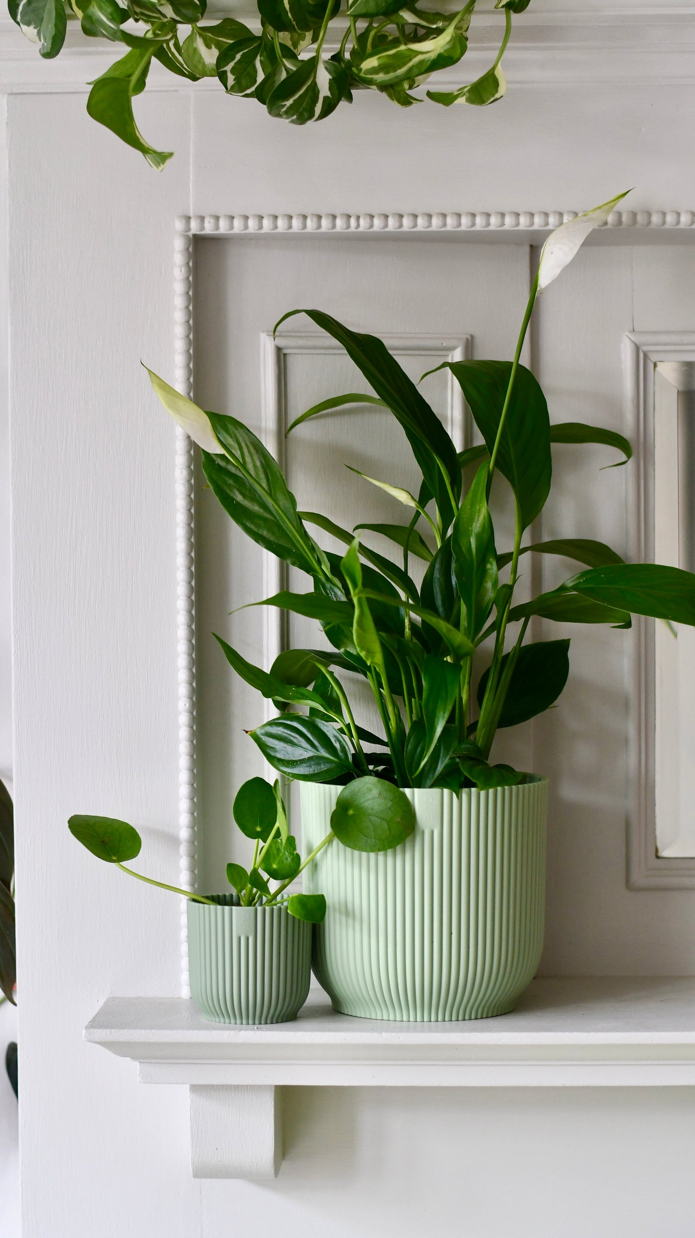 Spathiphyllum verdi, Peace Lilly 12cm x 40cm