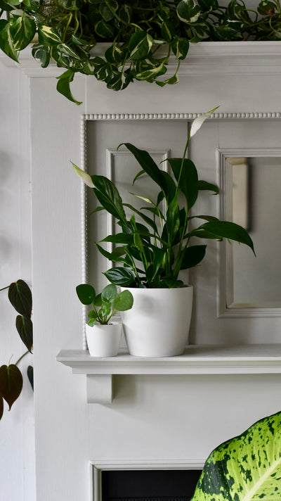 Spathiphyllum verdi, Peace Lilly & pot