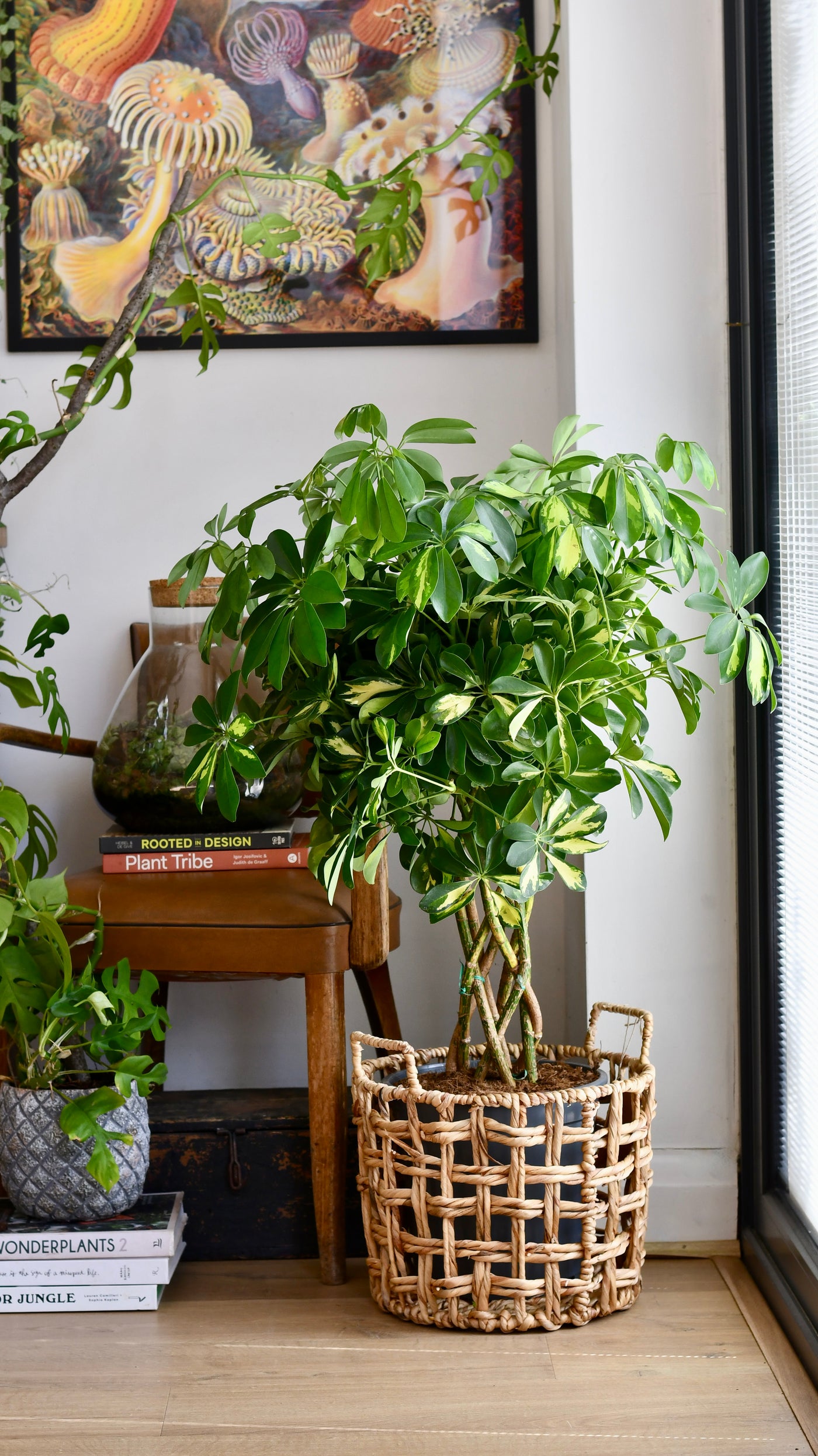 twisted stem indoor plant Umbrella Plant | Schefflera