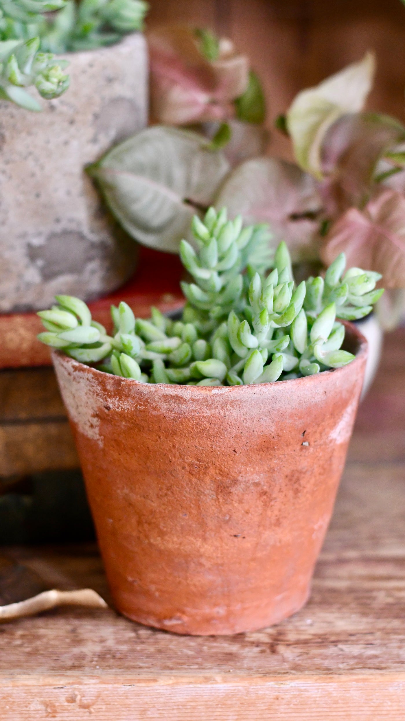 Baby Sedum Burrito Burrows Tail (Sedum Morganianum)