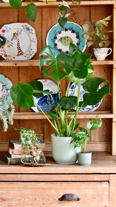 Monstera Deliciosa & Baby Monstera Adansonii set