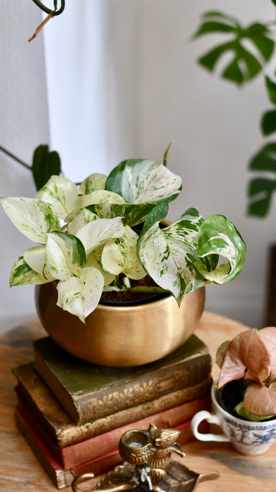 Epipremnum Happy Plant in Atsu Brass Pot