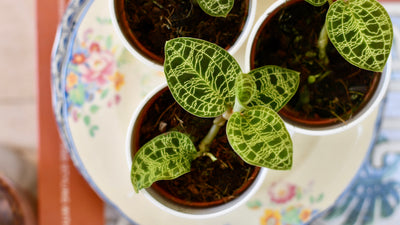Macodes Petola (Jewel Orchid)