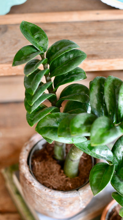 Zamioculcas Zensi 'ZZ Plant'