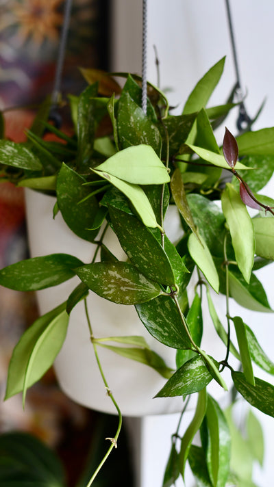 Hoya Pubicalyx 'Splash' (wax plants, wax vines, and wax flowers)