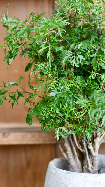 Polyscias Ming Bonsai Tree (Aralia Ming)