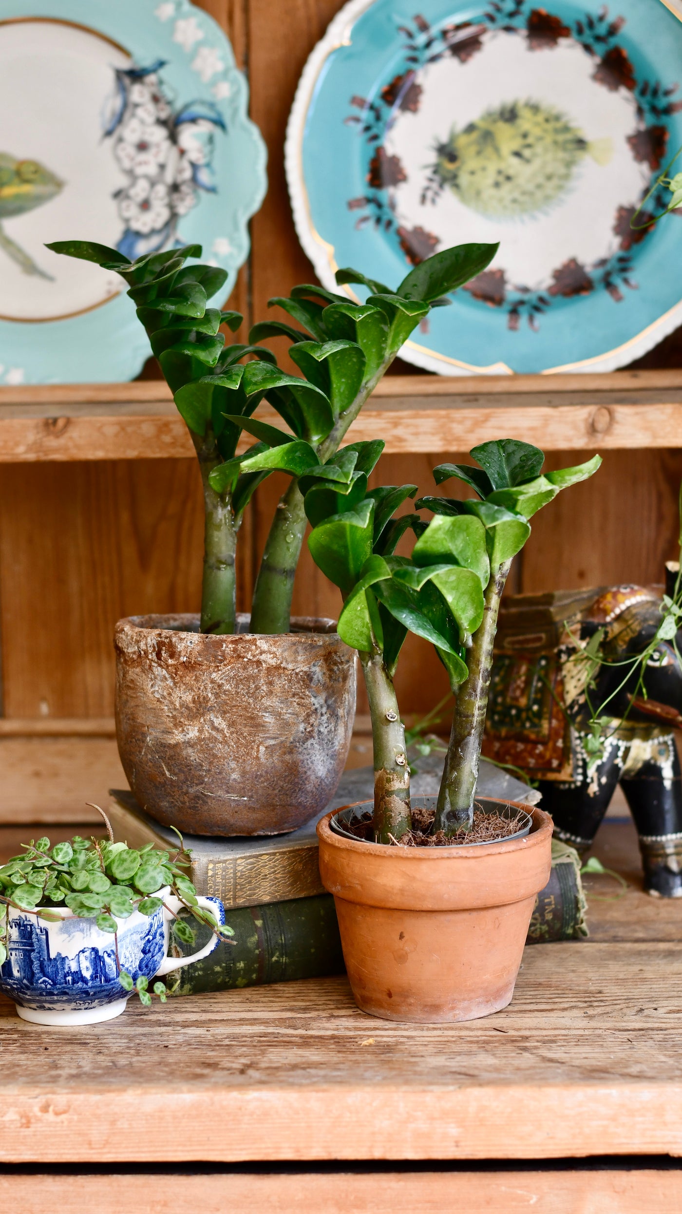 Zamioculcas Zensi 'ZZ Plant'