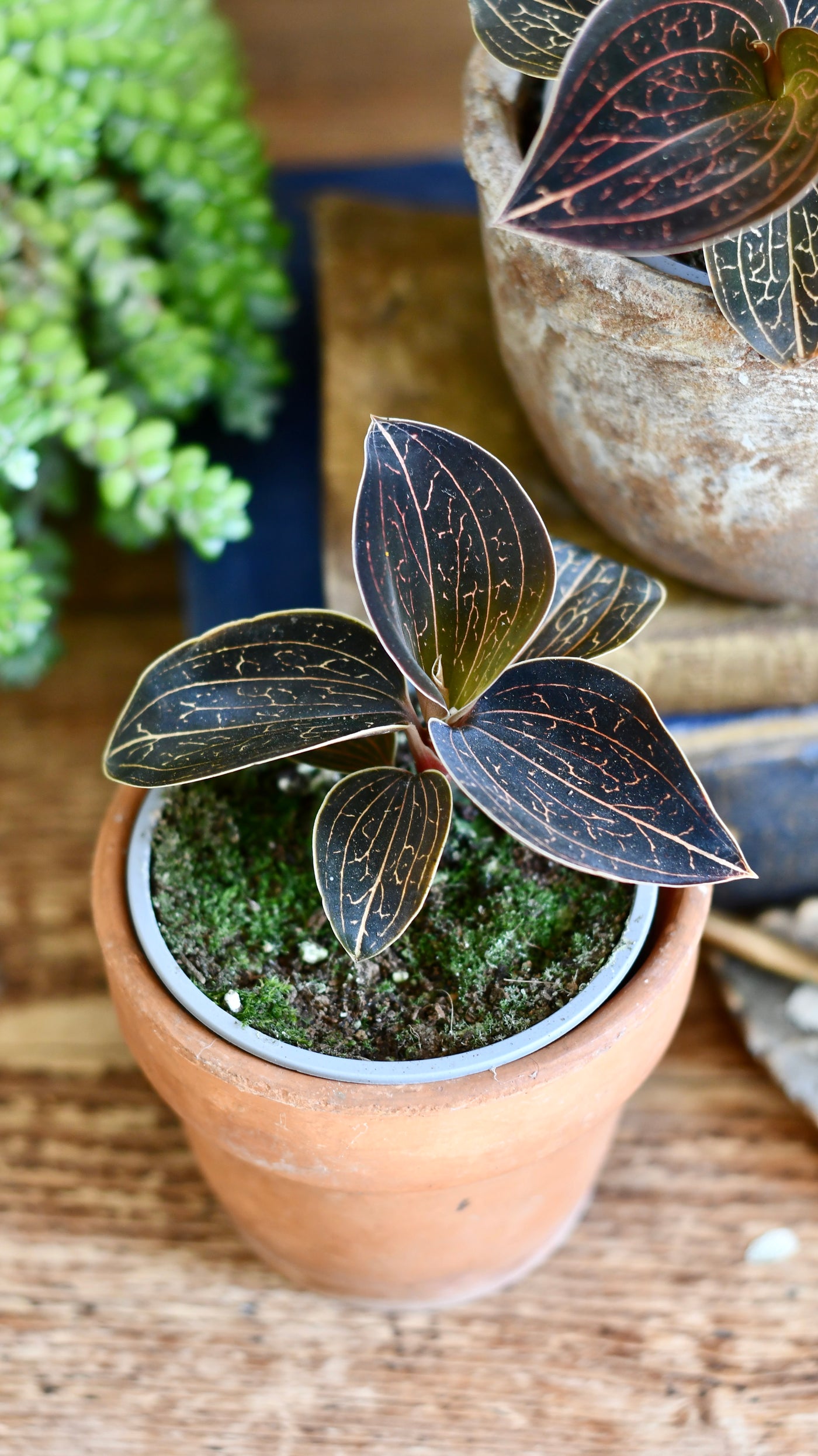 Ludisia discolor (Jewel Orchid)