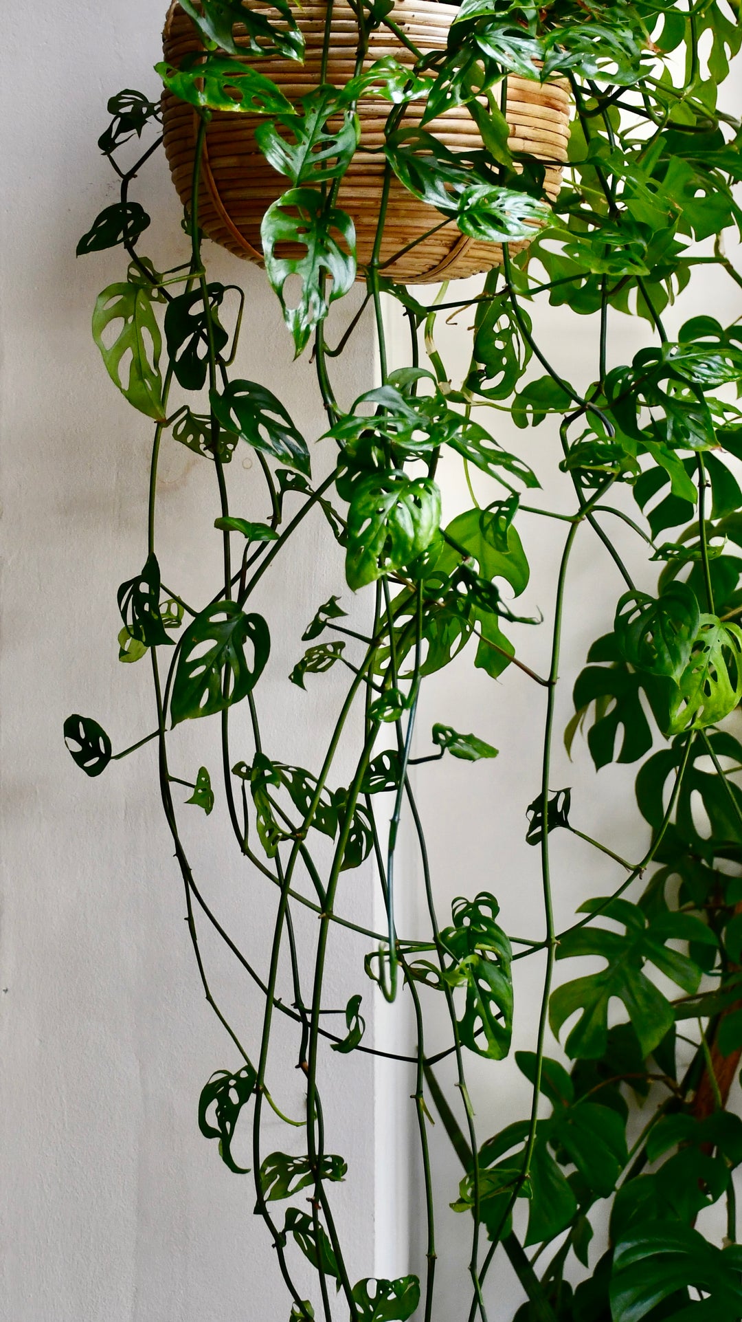 hanging plant with holes in leaves Monstera Adansonii | Swiss Cheese Plant