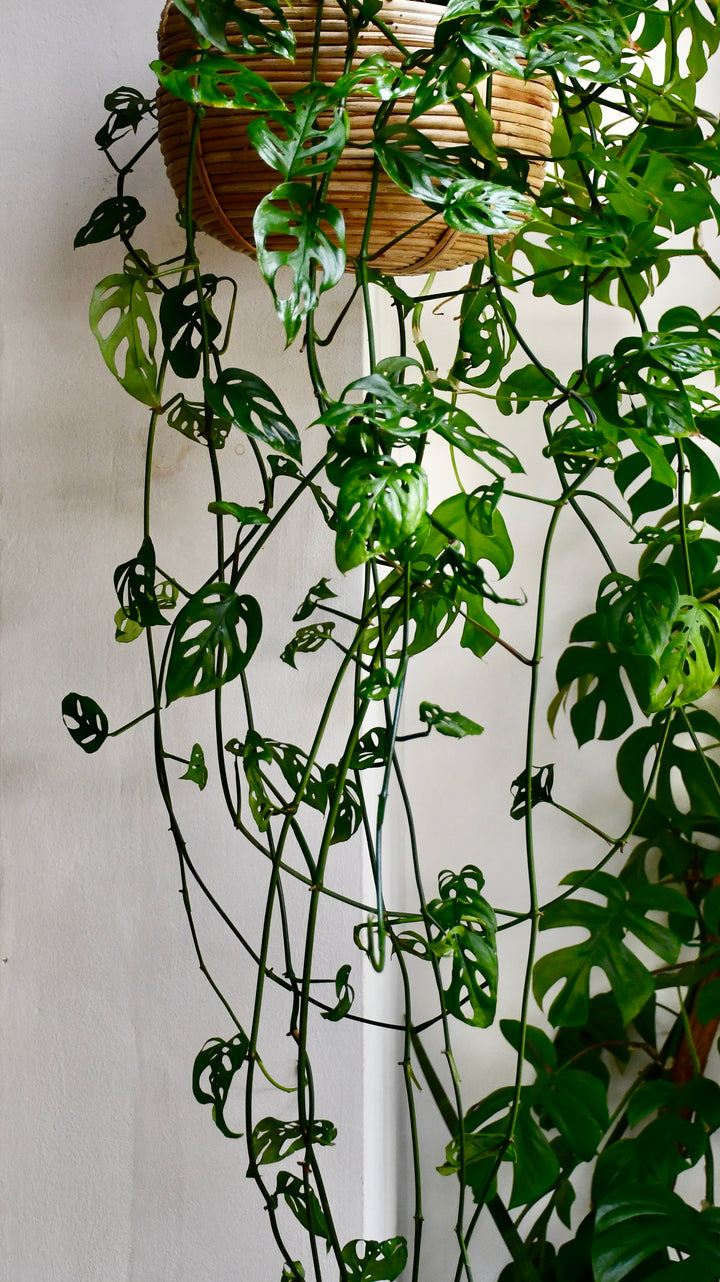 monstera adansonii hanging Monstera Adansonii | Swiss Cheese Plant
