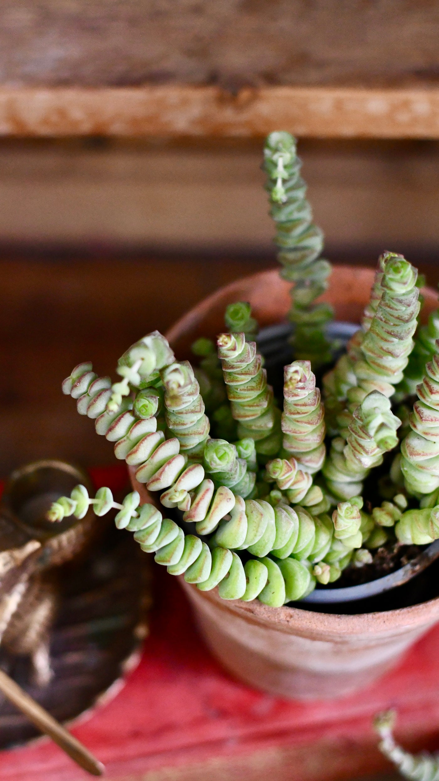 hottentot succulent Crassula Marnieriana 'Hottentot' | Jade Necklace