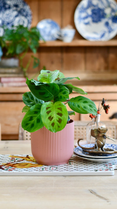 Maranta Kerchoveana (Prayer Plant) & Vibes Pot