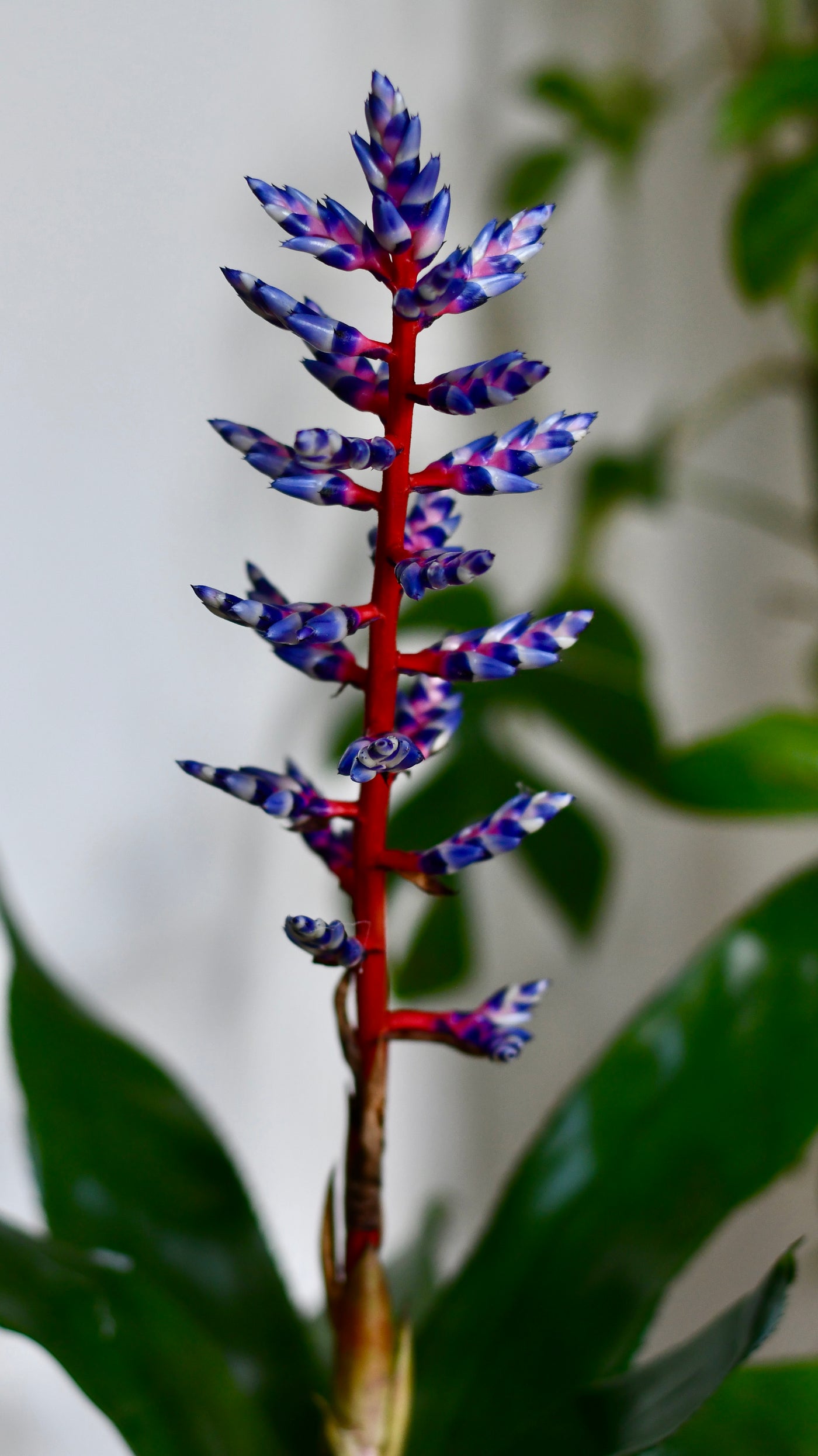 Bromeliad Aechmea Blue Rain & Brussels Pot