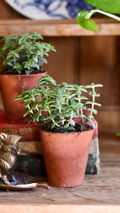 Crassula Perforata | String of buttons | Happy Houseplants