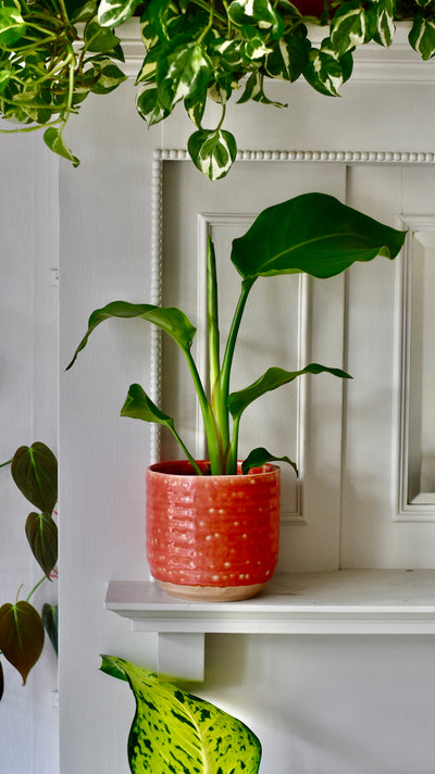 Baby Strelitza Nicolai (White Bird of Paradise, Wild banana, and Mexican Bird of Paradise)