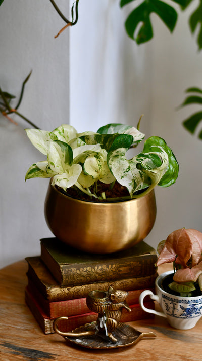 Epipremnum Happy Plant in Atsu Brass Pot