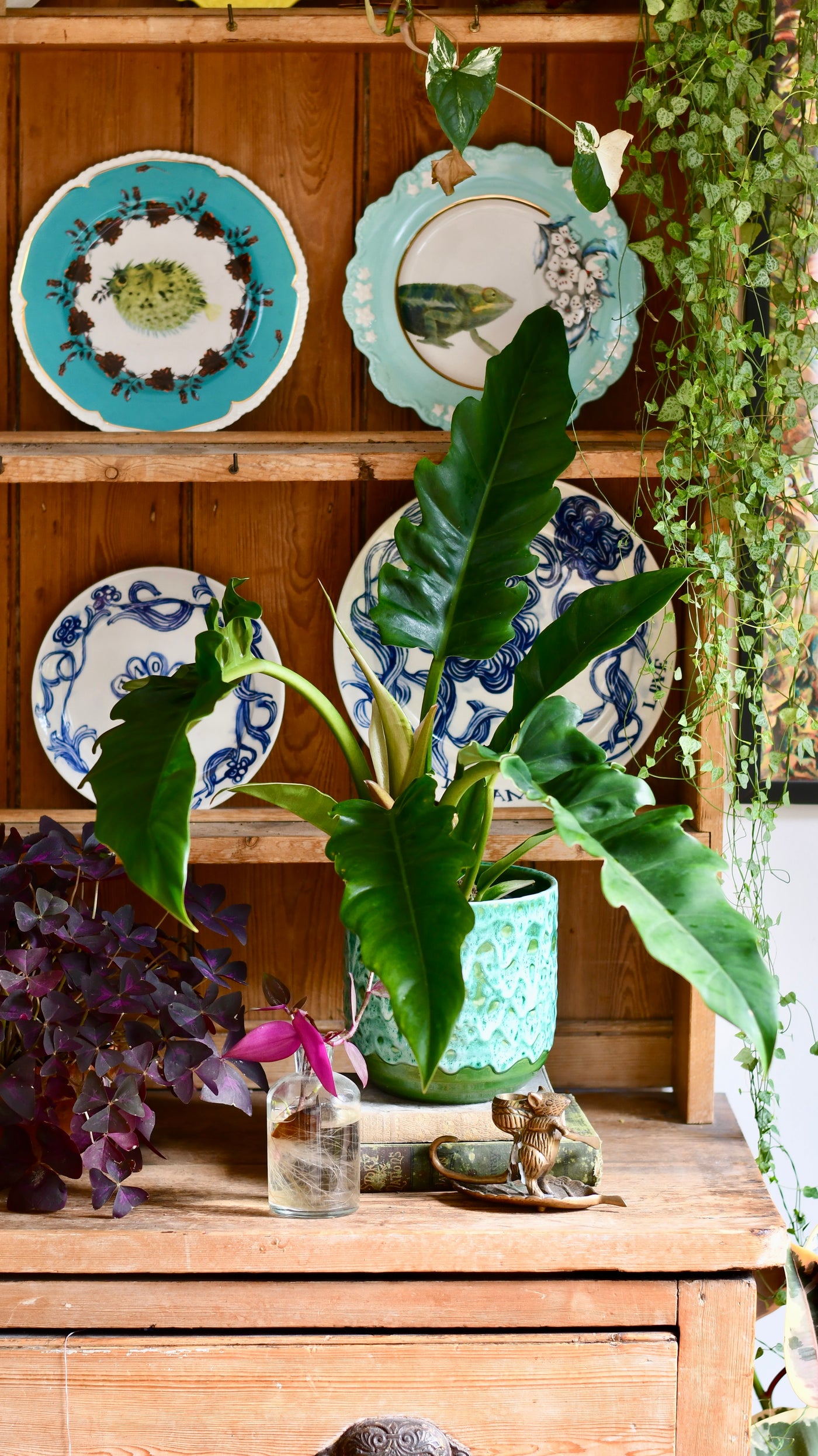 philodendron narrow escape white variegata Philodendron Narrow | Tiger Tooth Plant