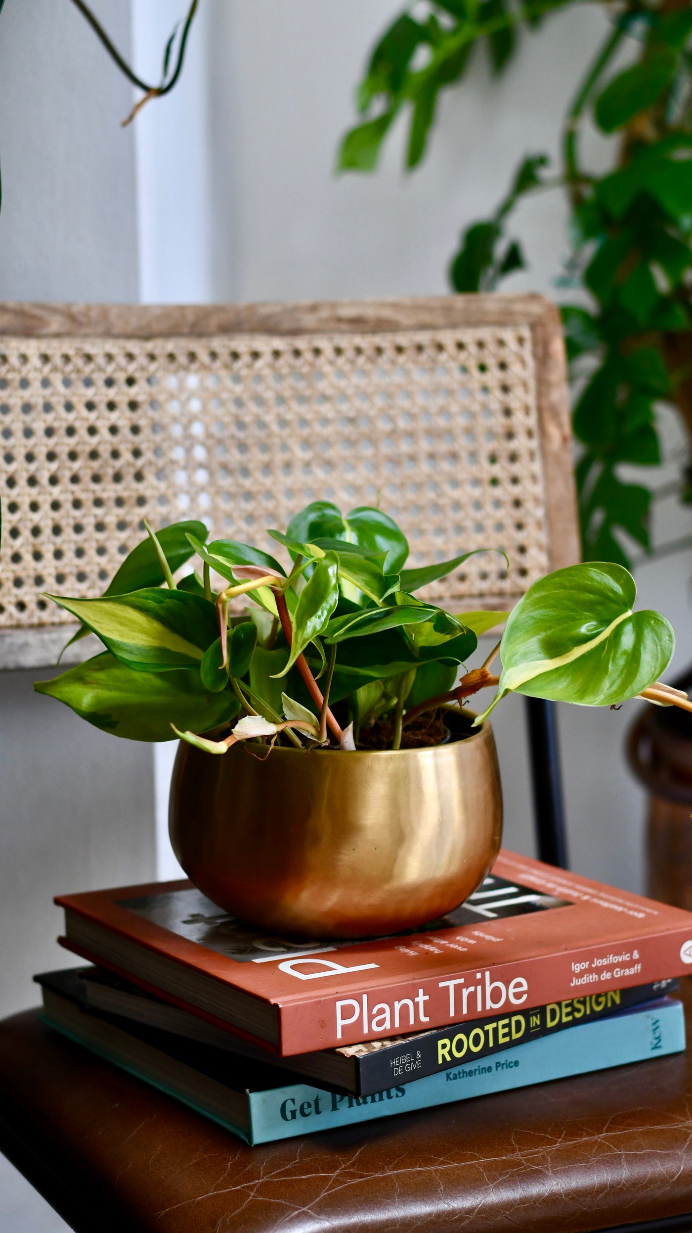 Philodendron Scandens Brasil in Atsu Brass pot