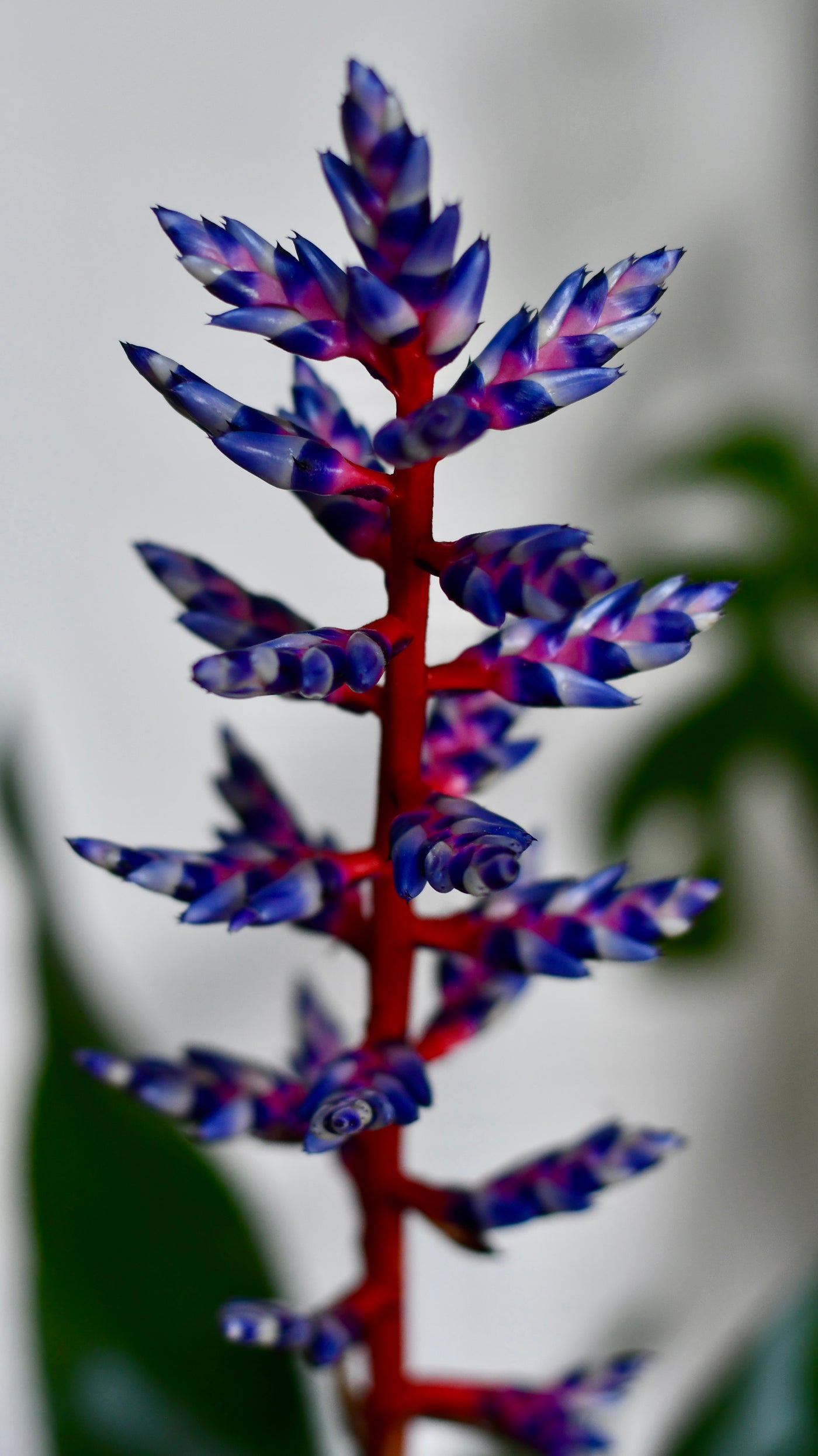 Bromeliad Aechmea Blue Rain & Brussels Pot