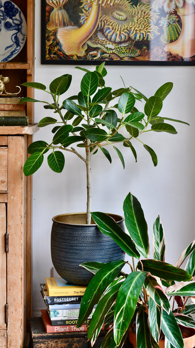 Ficus benghalensis 'Petite Audrey' (Bengal Fig)