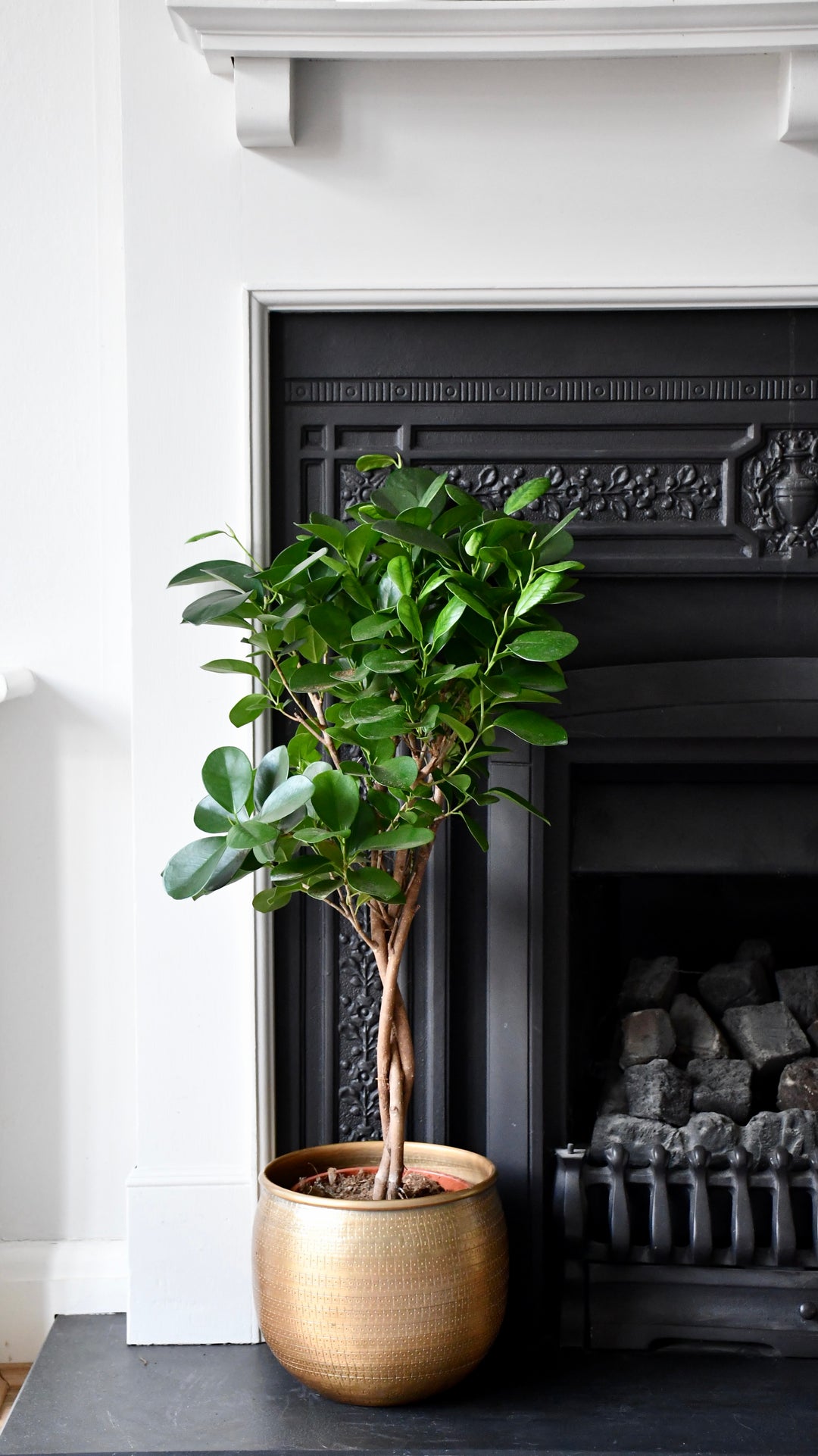luxury house plants Ficus Microcarpa & Tembesi Pot | Chinese Banyan