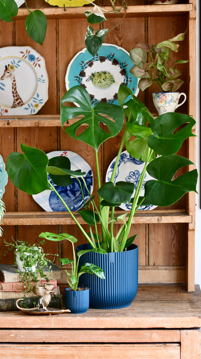 Monstera Deliciosa & Baby Monstera Adansonii set