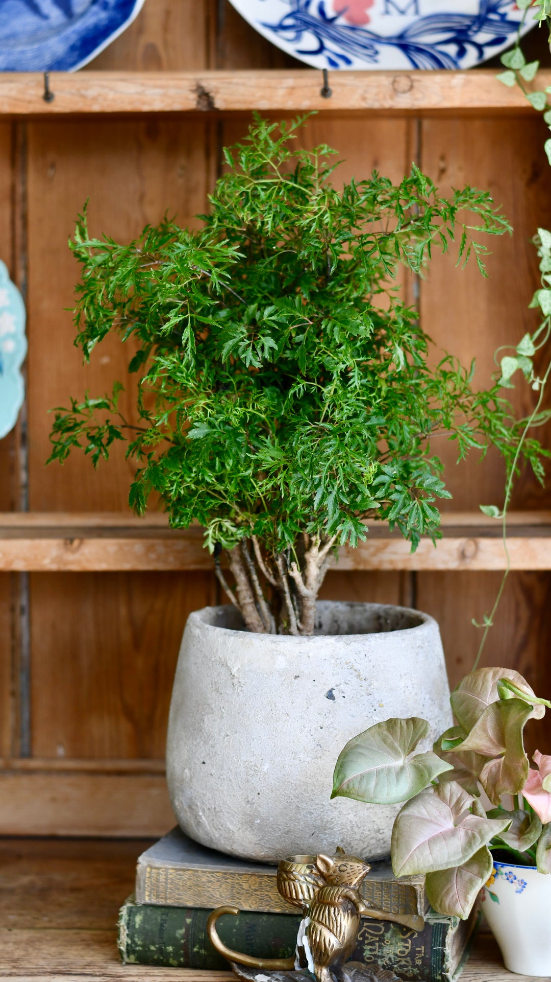 Polyscias Ming Bonsai Tree (Aralia Ming) – Happy Houseplants