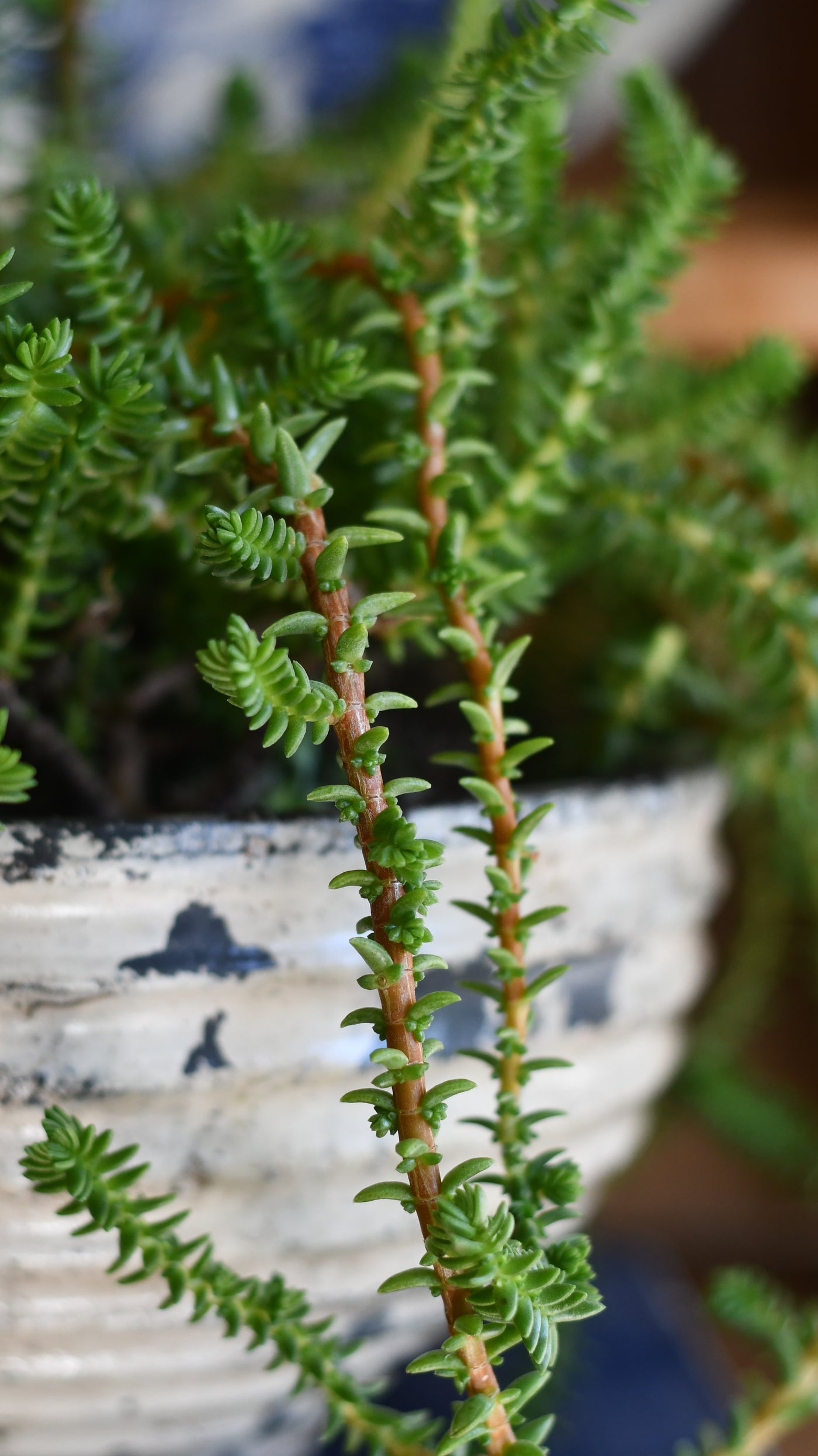 Crassula Viricosa | Hanging Succulent | Jade necklace | Rare plant
