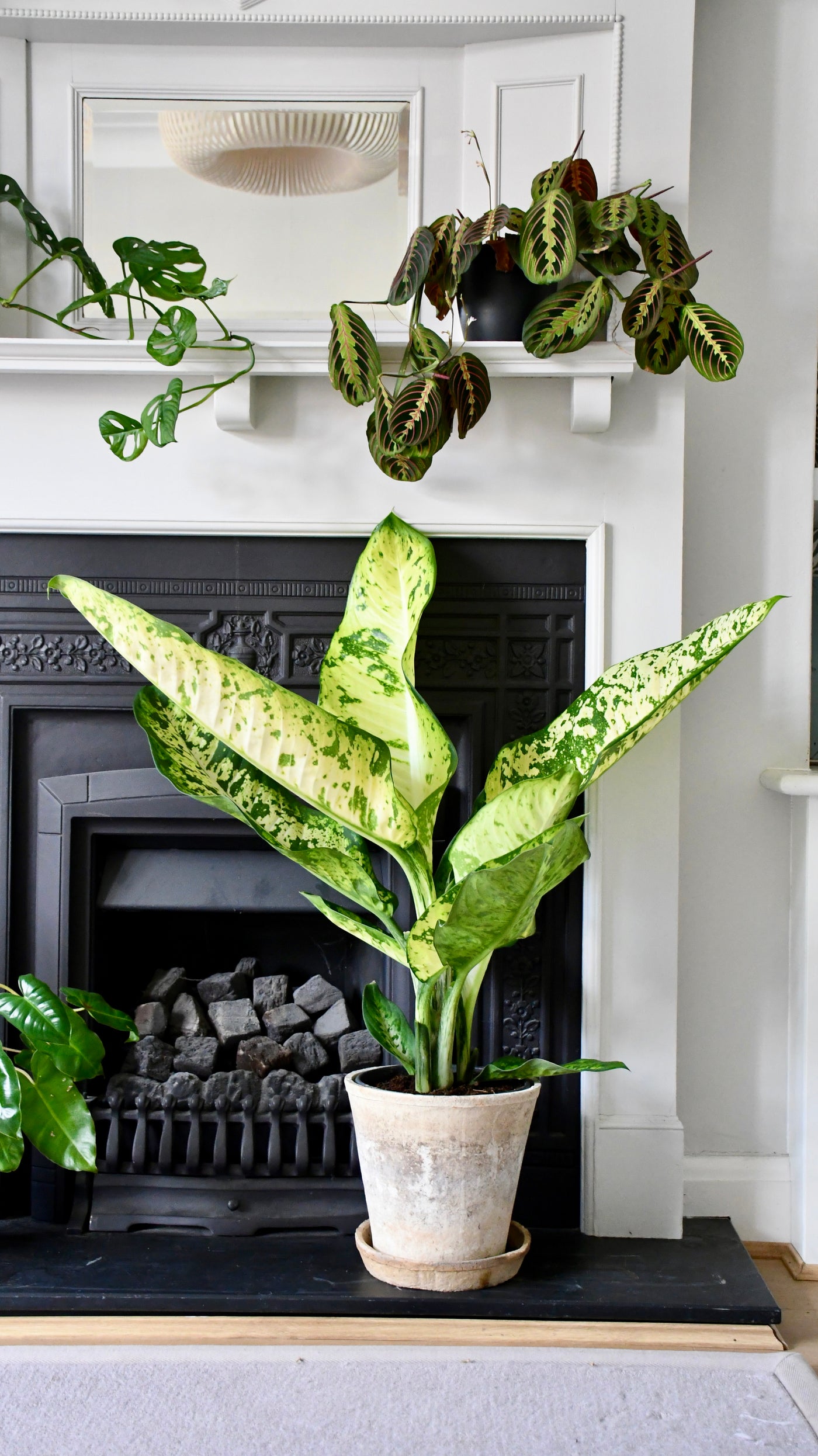 Dieffenbachia seguine 'Banana'