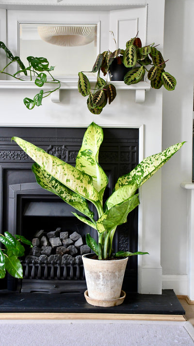 Dieffenbachia seguine 'Banana'