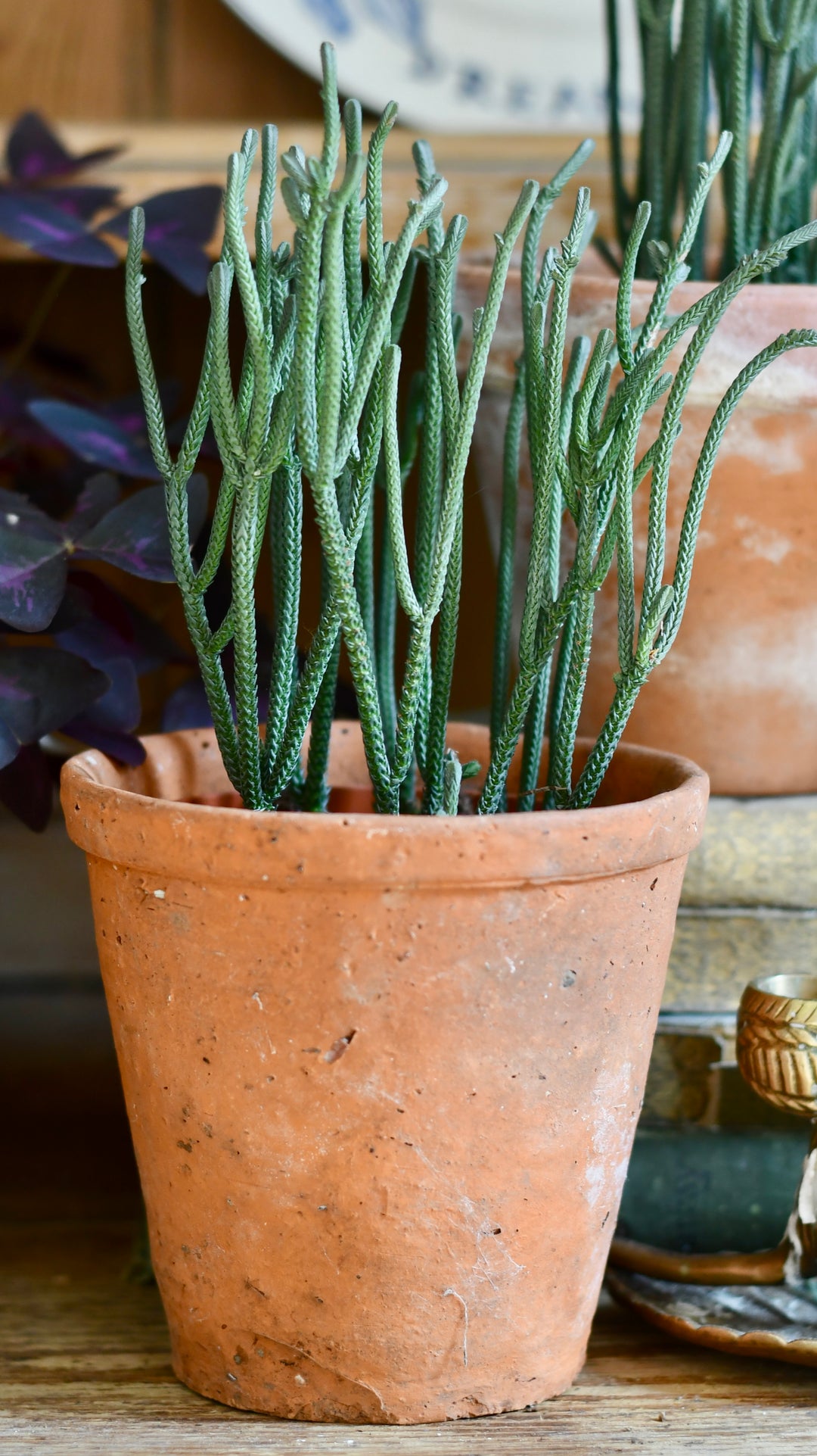 crassula lycopodioides succulent Watch Chain Plant | Crassula Lycopodioides | Crassula muscosa