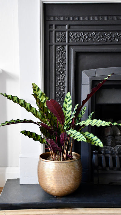 Large Rattlesnake Plant & Tembesi pot