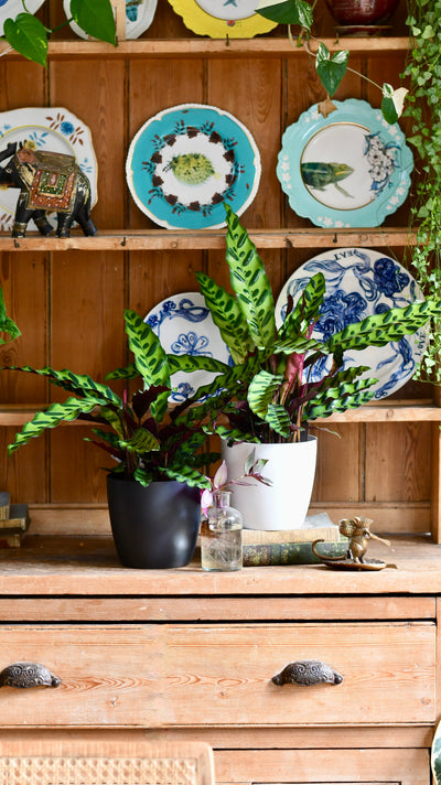 Rattlesnake Plant and Brussels Pot (Calathea Lancifolia)