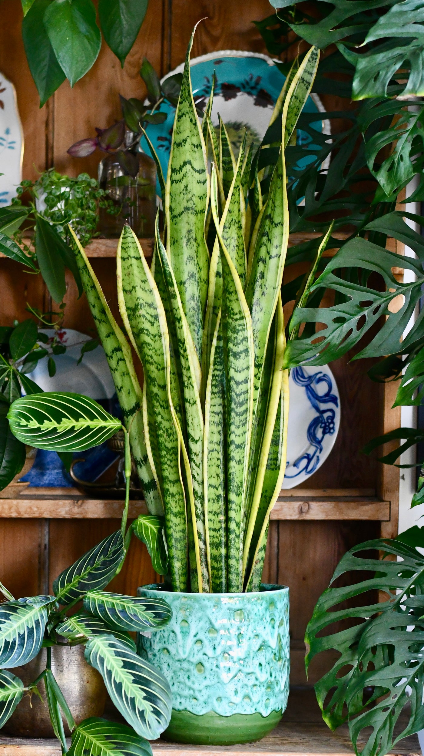 Sansevieria Laurentii, Variegated Snake Plant, Mother in Laws Tongue