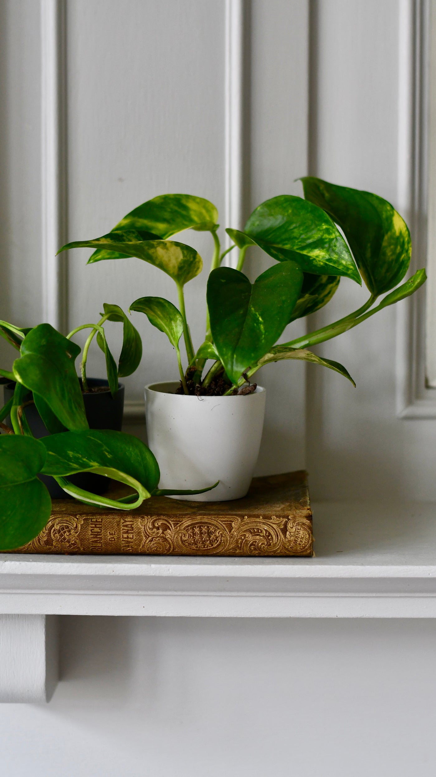 Baby Epipremnum Aureum (Devils Ivy, Golden Pothos)