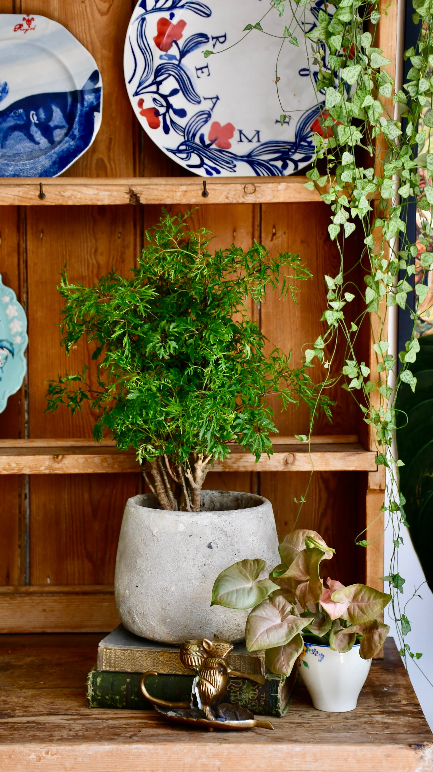 ming bonsai tree Polyscias Ming Bonsai Tree (Aralia Ming) – Happy Houseplants