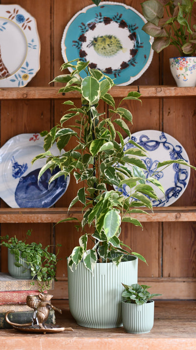 Ficus Golden King & Baby Peperomia Milano Houseplant Gift Set