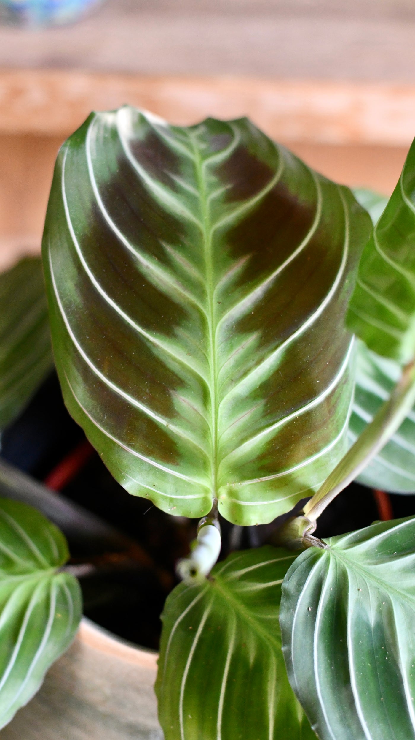 black maranta prayer plant Happy Houseplants | Maranta Fantasy | Maranta leuconeura 'Grey'