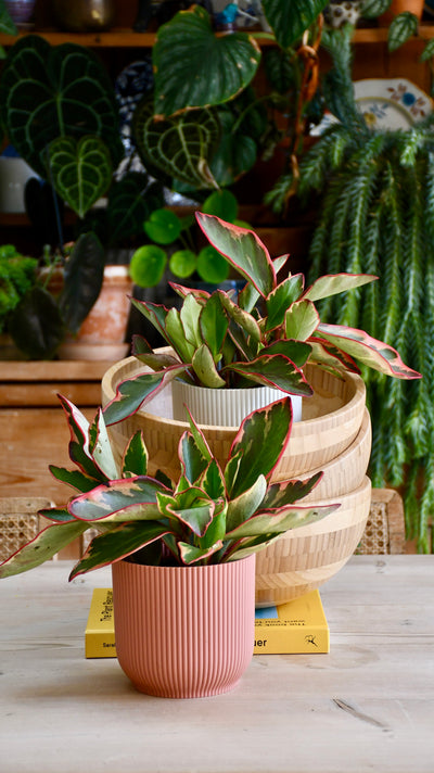 Peperomia Clusiifolia Jelly & Pot (Variegated Red Edge Peperomia)