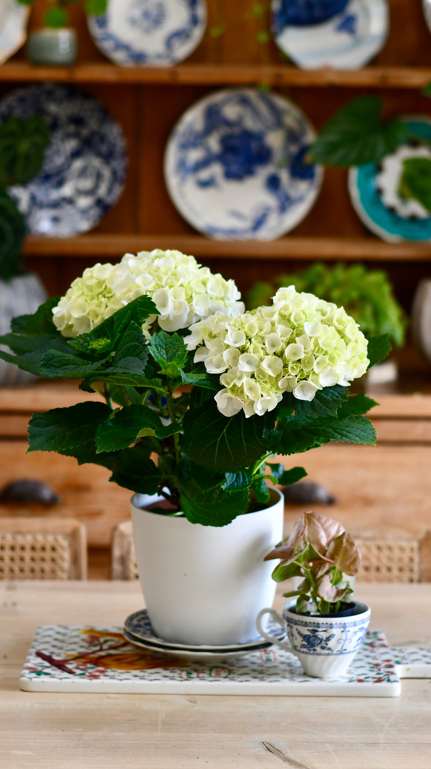 Hydrangea Crystal Palace & 18cm Vibes Pot