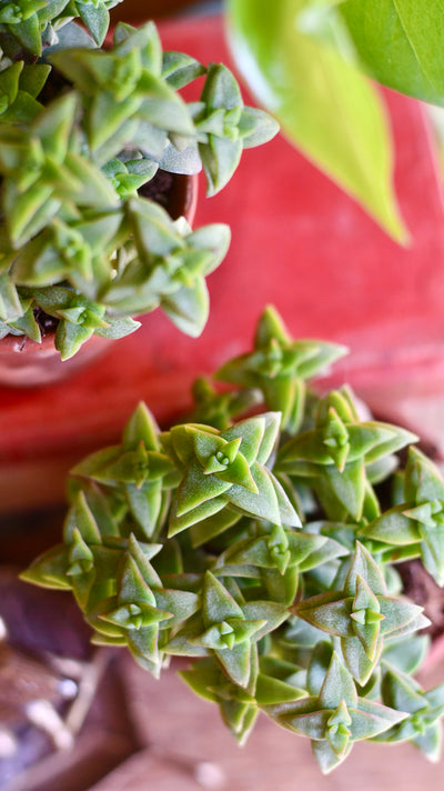 Crassula Perforata | String of buttons | Happy Houseplants