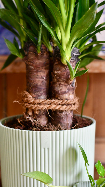 Yucca Elephatipes & Baby Pilea Houseplant Gift Set