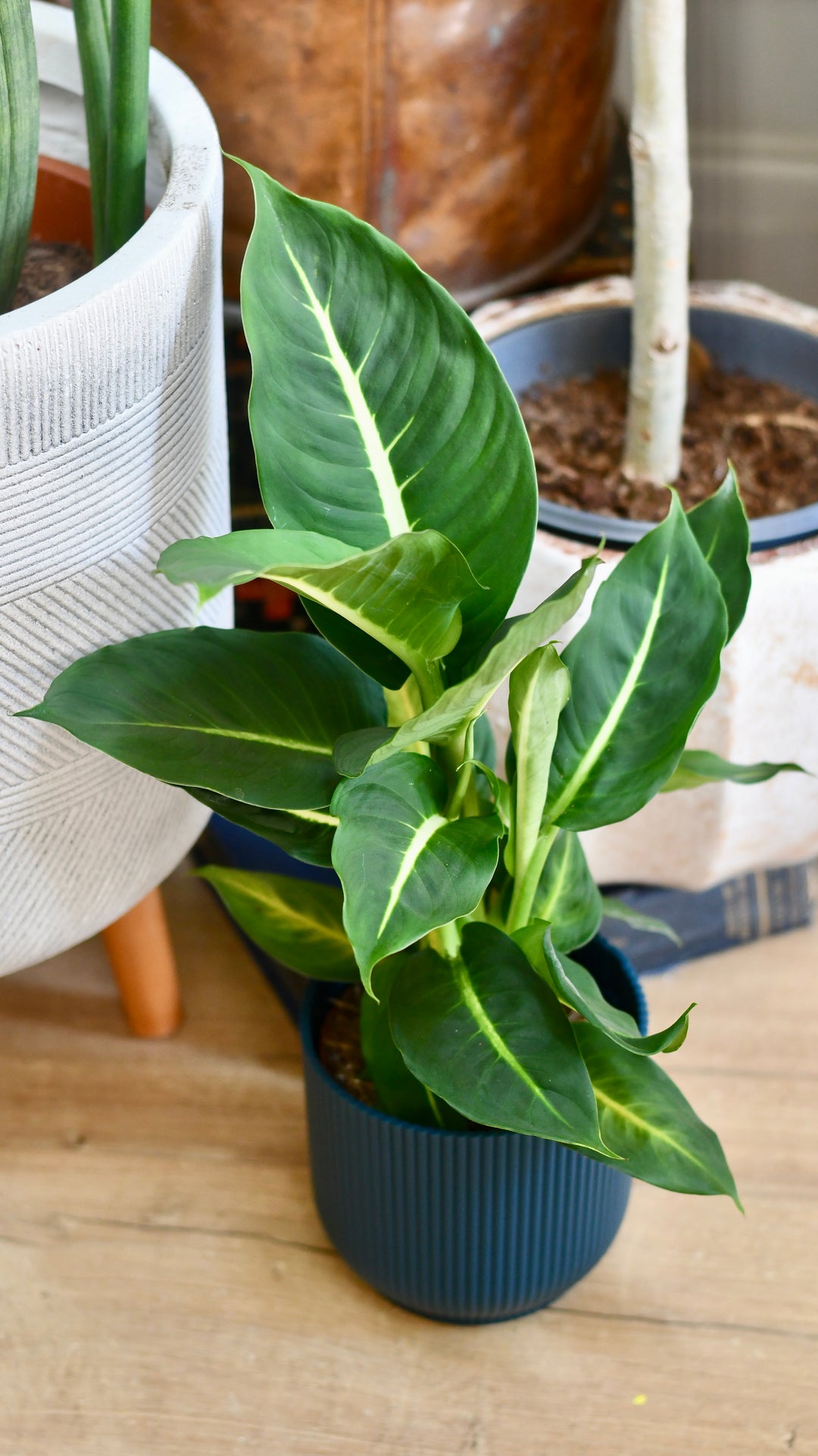green dieffenbachia Dumb Cane | Dieffenbachia Camilla