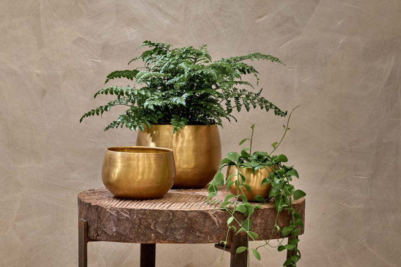 Epipremnum Happy Plant in Atsu Brass Pot