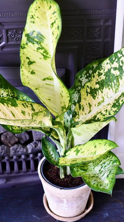 Dieffenbachia seguine 'Banana'