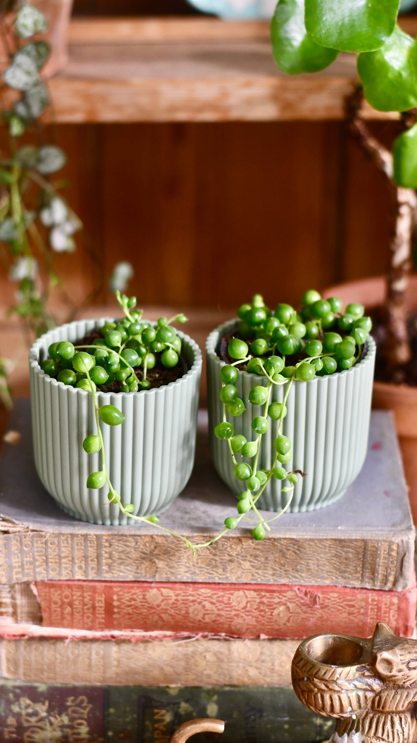 Baby String of Pearls & Pot