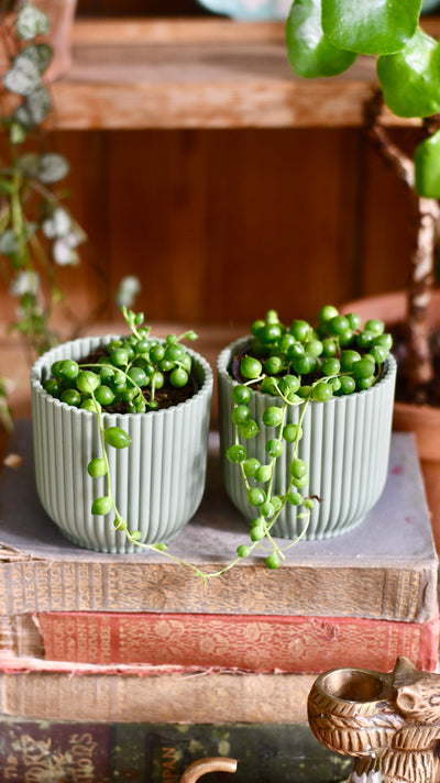 Baby String of Pearls & Pot