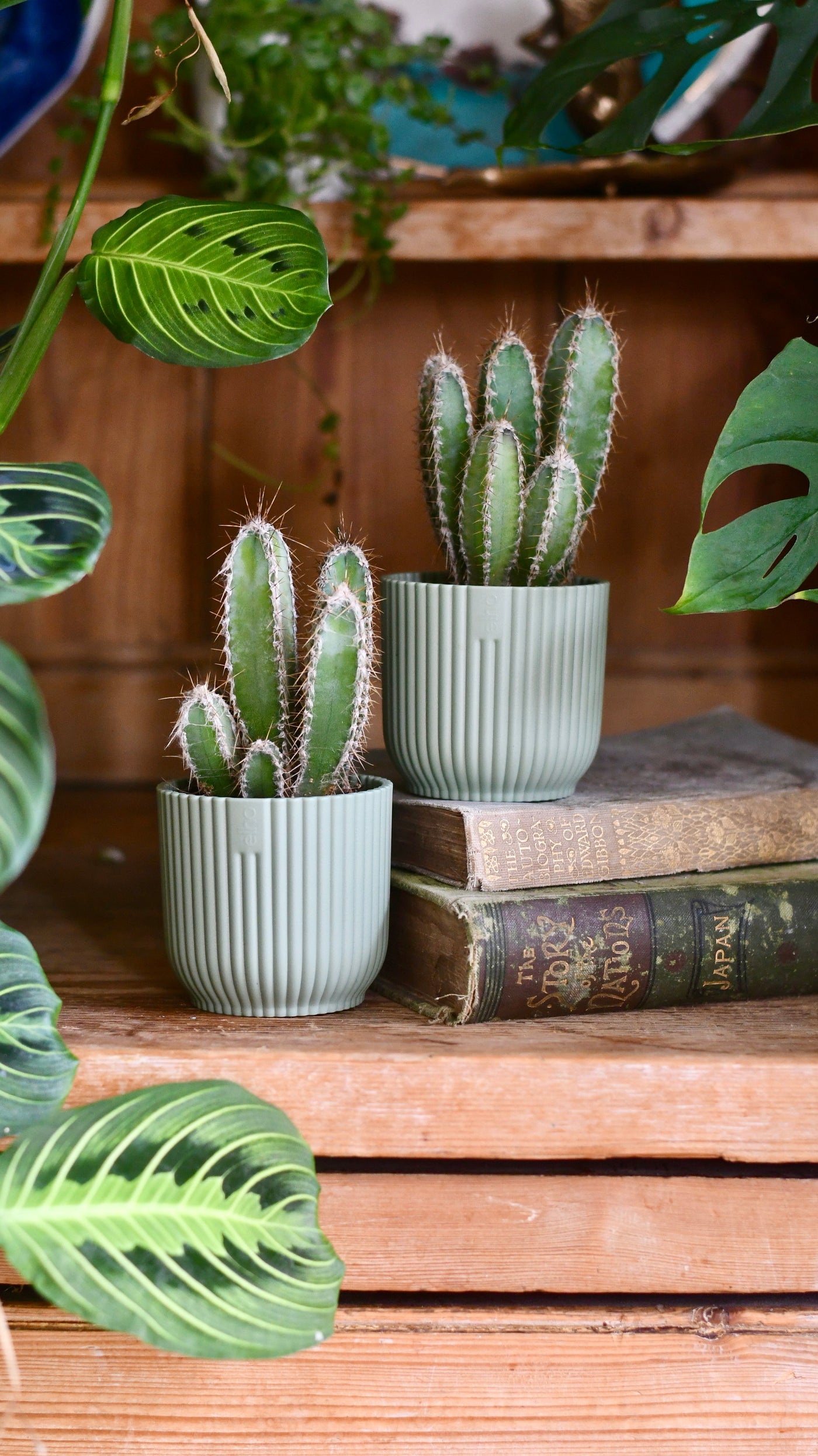 Baby Cereus Forbesii