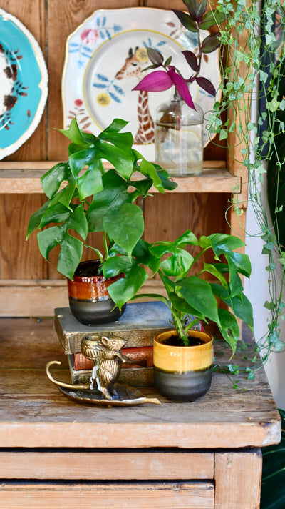 Baby Monstera Minima or Rhaphidophora tetrasperma