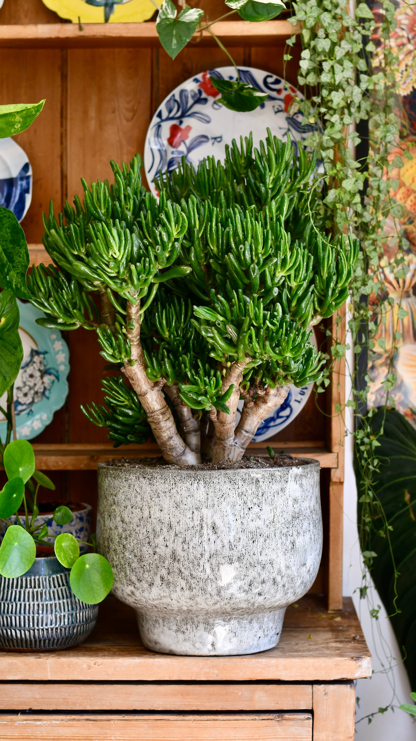 Crassula ovata hobbit